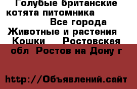 Голубые британские котята питомника Silvery Snow. - Все города Животные и растения » Кошки   . Ростовская обл.,Ростов-на-Дону г.